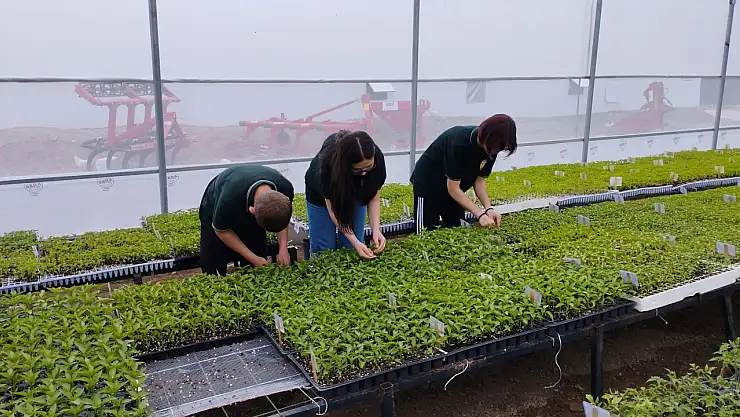Konya'da bu okulda 10 türde 300 bin  sebze fidesi üretildi!