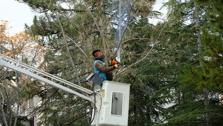 Konya'da budama mesaisi: Belediye ekipleri sahada