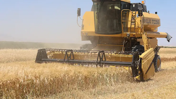 Konya'da buğday hasadı başladı: Verim düşük!
