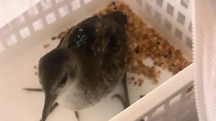 Konya'da bulunan bu kuş koruma altına alındı