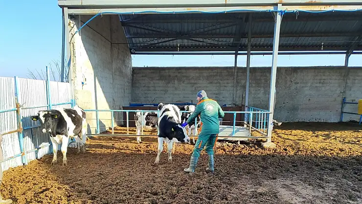 Konya'da büyükbaş hayvanlara şap aşısı yapıldı, küpe takıldı!