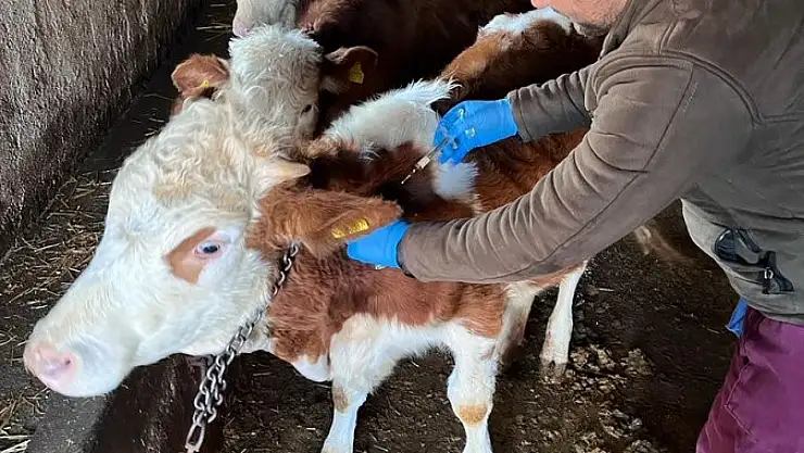 Konya'da büyükbaş hayvanlara şap aşısı uygulanıyor!