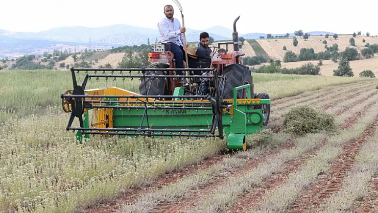 Konya'da büyükşehir destek vermişti: Hasadı başladı!