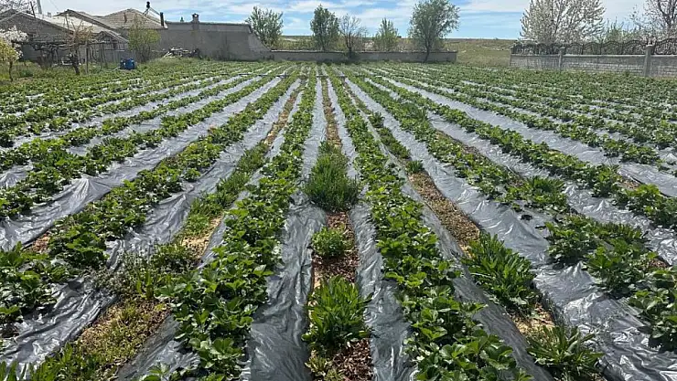 Konya'da çilek üreticilerine teknik destek!