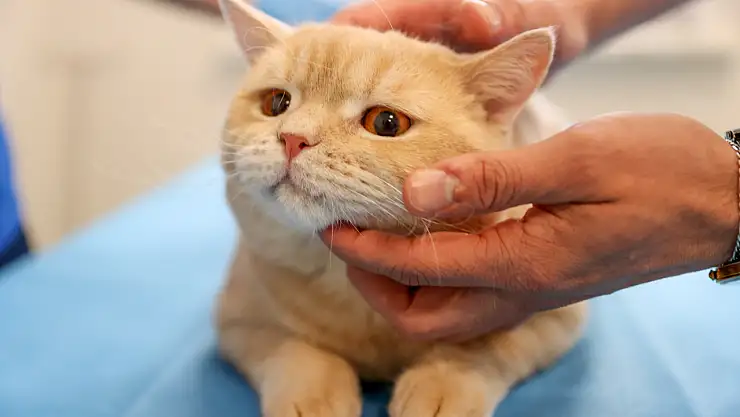 Konya'da dişleri kırılan kediye kanal tedavisi ve kaplama yapıldı