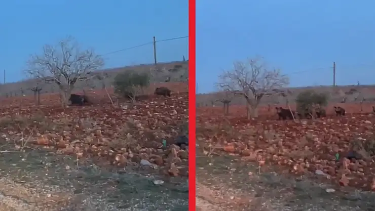 Konya'da domuz alarmı! Ova tehlike altında...