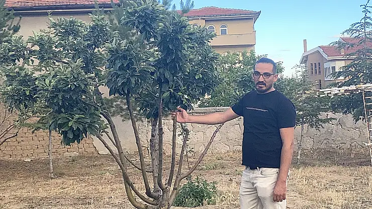 Konya'da donun vurduğu meyve çiçek açtı!