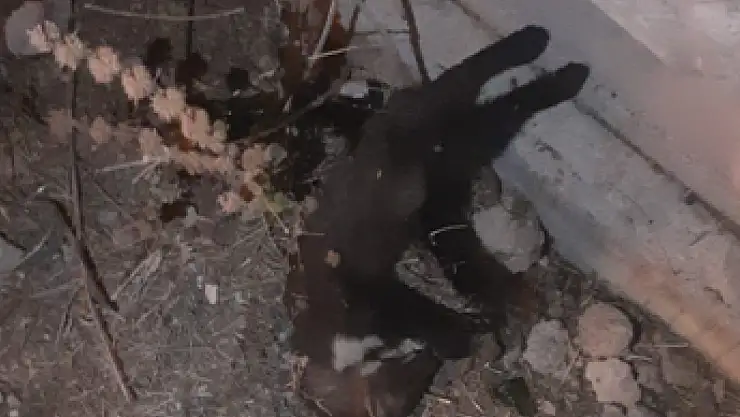 Konya'da elektrik kesintisinin nedeni belli oldu: Bakın suçlu kimmiş