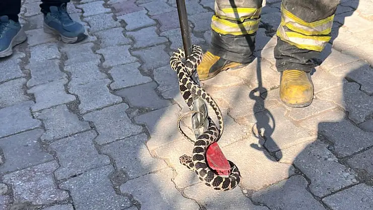 Konya'da evin bodrumuna giren yılan paniğe neden oldu