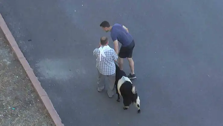 Konya'da firari kurbanlık kovalamaca ile yakalandı