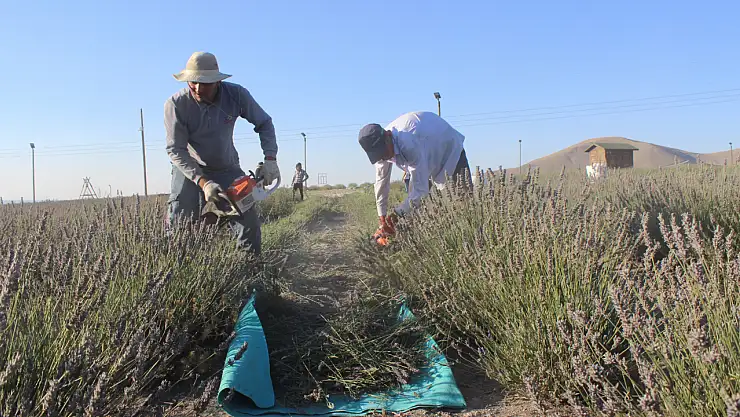 Konya'da hasadı başladı. Kilosu 850 ile 950 lira arasında alıcı buluyor