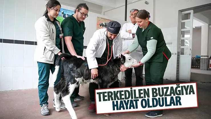 Konya'da hasta olduğu için terk edilen buzağı