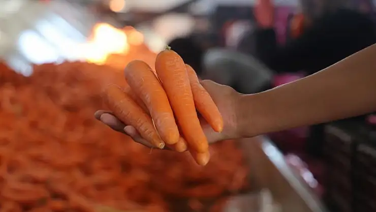 Konya'da havuç sezonu hız kazandı
