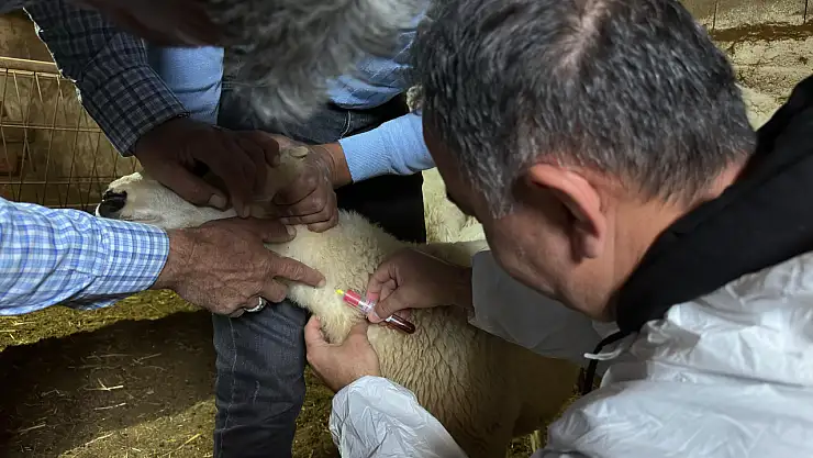 Konya'da hayvan vebası mı var? Yoğun inceleme başlatıldı...