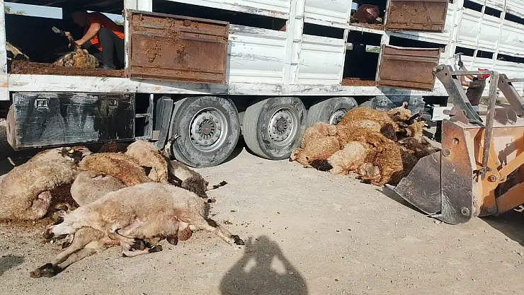 Konya'da hayvan yüklü tır devrildi: 147 hayvan telef oldu