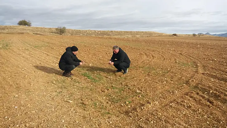 Konya'da hububat ekili alanlarda ürün çıkış kontrolleri yapıldı!
