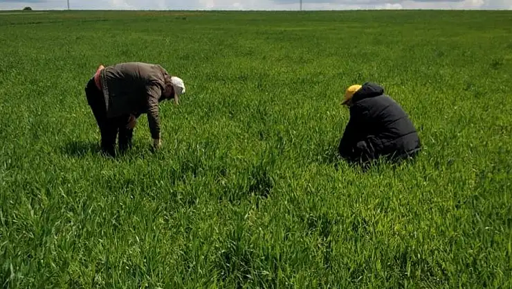 Konya'da hububat ekili arazide tarla faresi ile mücadele
