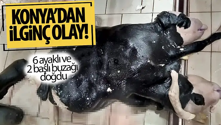 Konya'da ilginç olay: 6 ayaklı ve 2 başlı buzağı doğdu