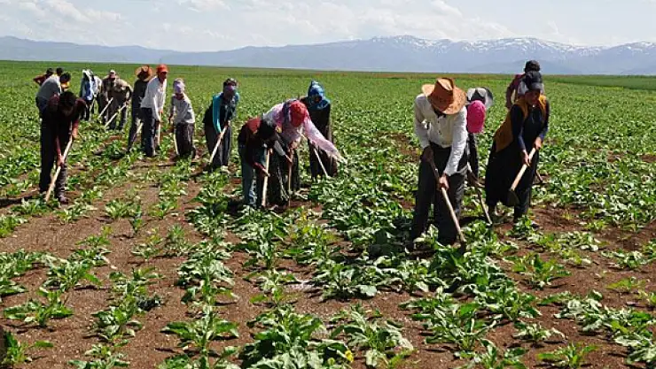 Konya'da iş arayanlar müjde: TİGEM çok sayıda işçi alacak!