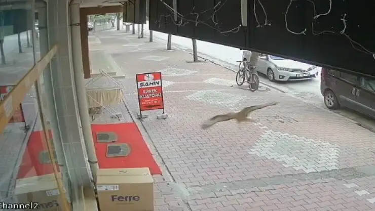 Konya'da iş yerinin camına çarpan şahin, gözlerden kayboldu