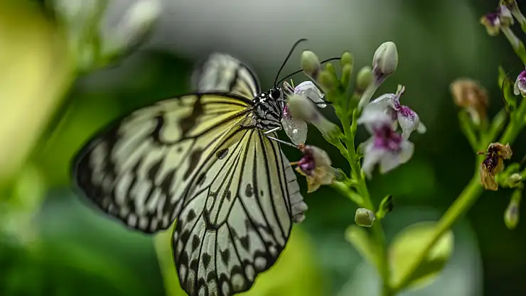 Konya'da kelebekler görsel şölen sunuyor