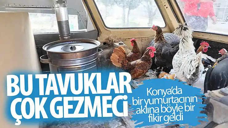 Konya'da ki bu tavuklar gerçekten 'geziyor'