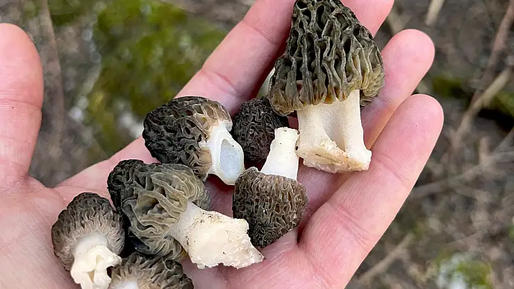 Konya'da ki yağışlar mantar tutkunlarını sevindirdi