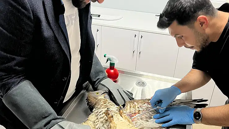 Konya'da ki yaralı şahin tedavi altına alındı