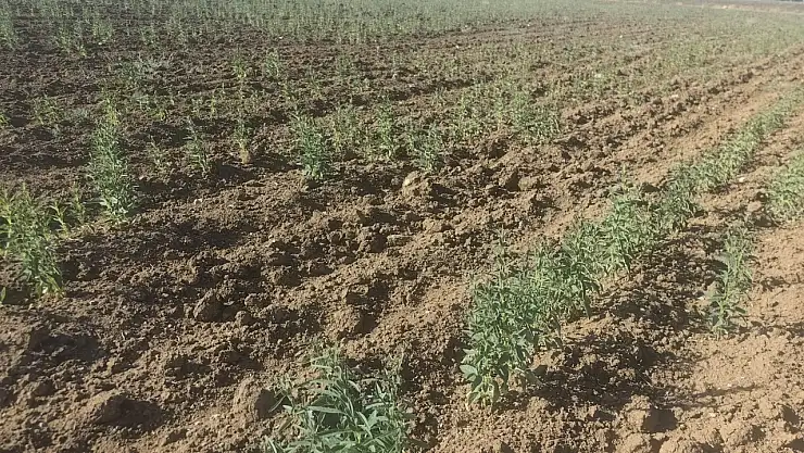 Konya'da kıraç alan sorunu! O ürün tehlike altında...