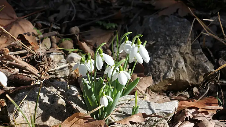 Konya'da kış ortasında yalancı bahar