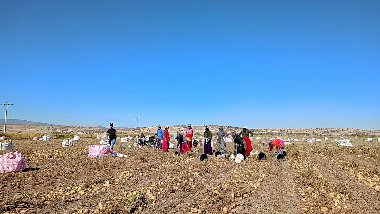 Konya'da kışa girmeden depolanan ürünün hasadı başladı