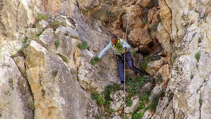 Konya'da kişniş toplayıcılarının mesaisi başladı