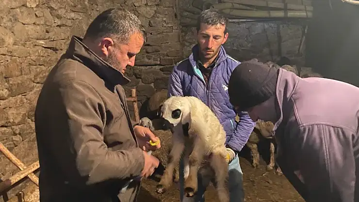 Konya'da küçükbaş hayvanlara yönelik çalışma başlatıldı