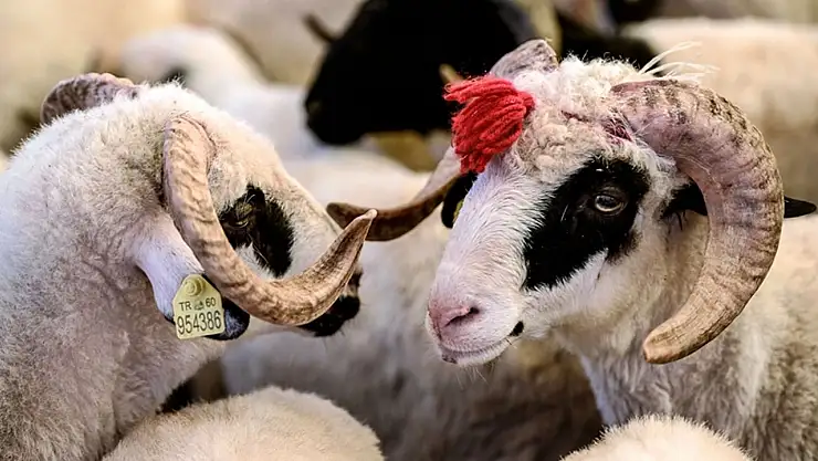 Konya'da Kurban Bayramı'nda et çekim ücreti kesinleşti!