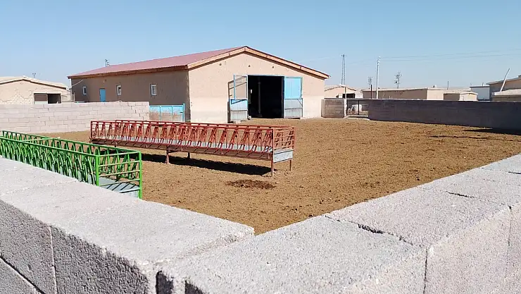 Konya'da kurtlar sofrası kuruldu: Çiftçi yine perişan!