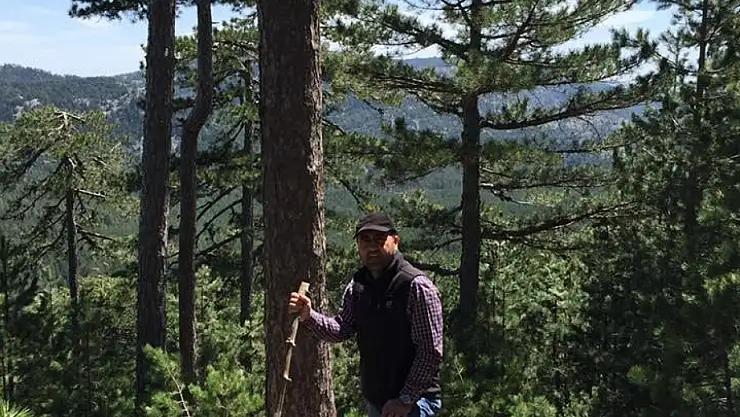 Konya'da kuzugöbeği mantarı toplanmaya başlanıyor!