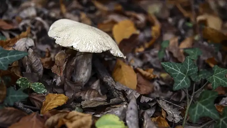 Konya'da mantar toplamaya çıkan vatandaş kayboldu