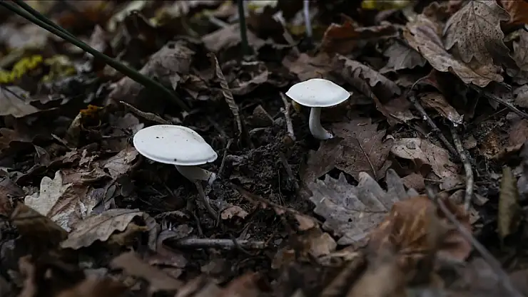 Konya'da mantar zehirlenmesi