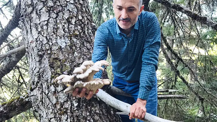 Konya'da mantarı heyecanı: Avcılar zorluklara rağmen ağaçlara tırmanıyor