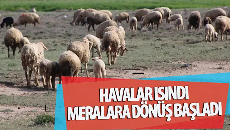 Konya'da meralar yeniden canlandı!