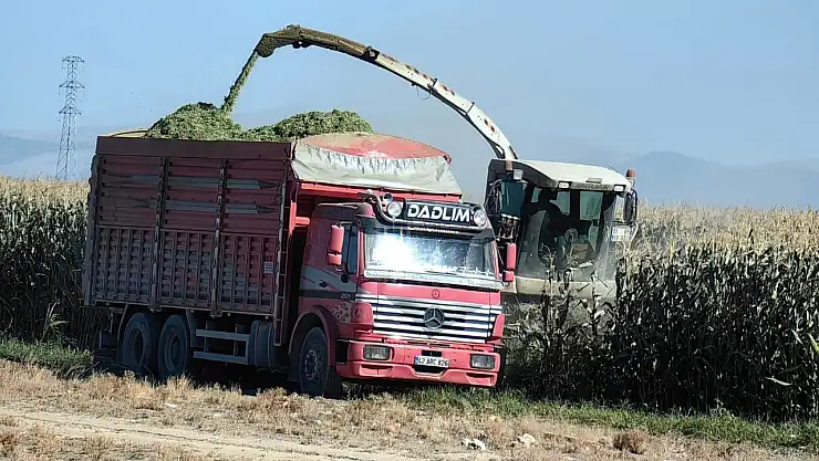 Konya'da Mısır Hasadı 2025: Fiyatlar ve Detaylar!