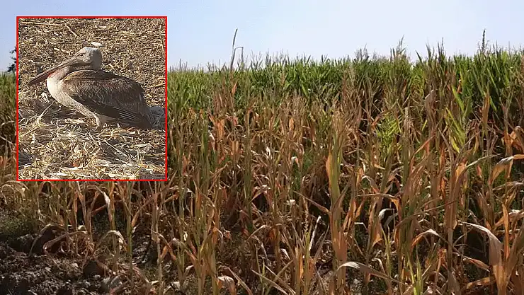 Konya'da mısır tarlasında yaralı halde buldular, muhtar hemen ekiplere haber verdi