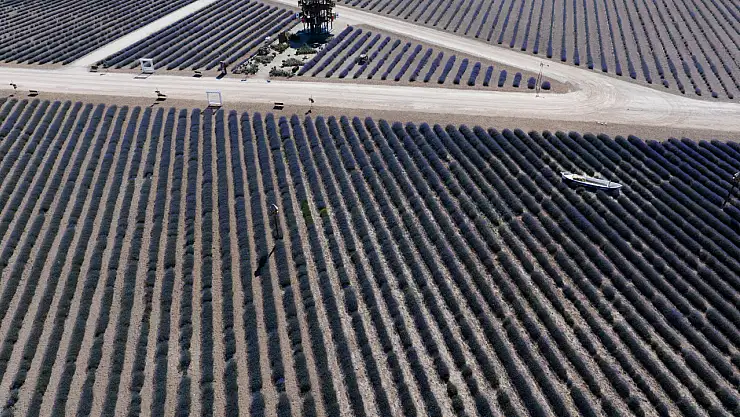 Karatay Lavanta Bahçesi ilgi odağı olmaya devam ediyor