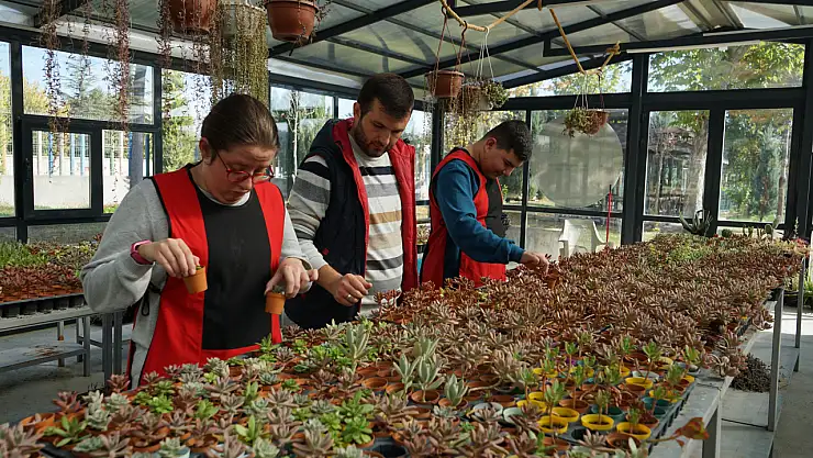 Konya'da otizmli ellerin dokunuşu: Sevgiyle yetişen sukulentler