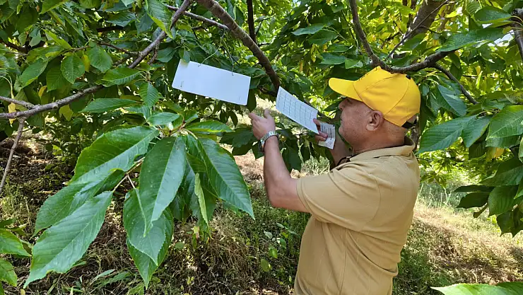 Konya'da patates ekili alanlar kontrol edildi