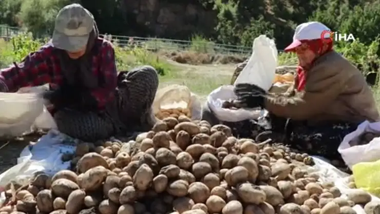 Konya'da patates hasadı başladı: Geleneksel yöntemler kullanılıyor!