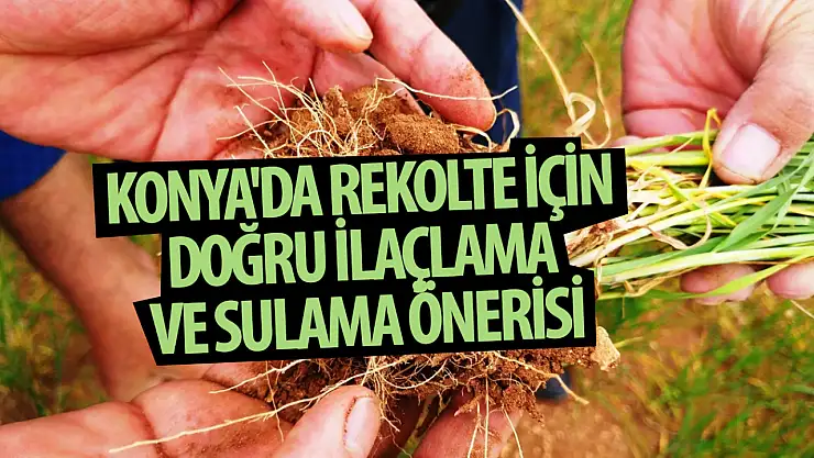 Konya'da rekolte için doğru ilaçlama ve sulama önerisi
