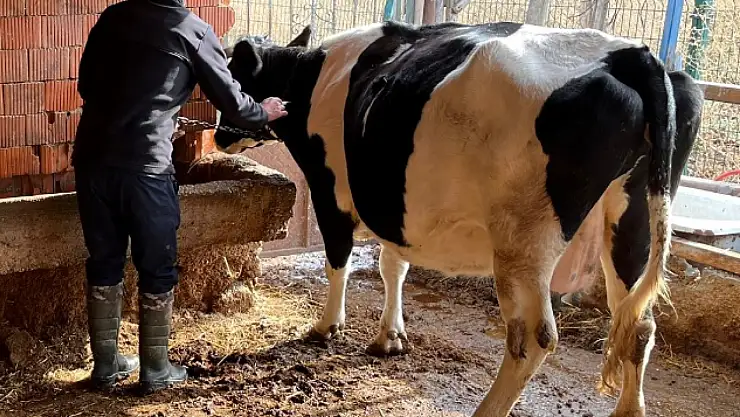 Konya'da şap hastalığı alarmı: Ekipler harekete geçti!