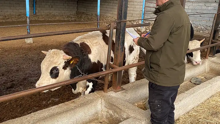 Konya'da şap ve brusella aşılaması hız kesmiyor