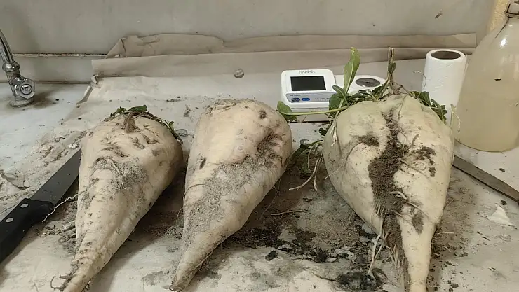 Konya'da şeker pancarı hasadına dikkat çeken yorum! 'Üzülsek mi sevinsek mi bilemedim'